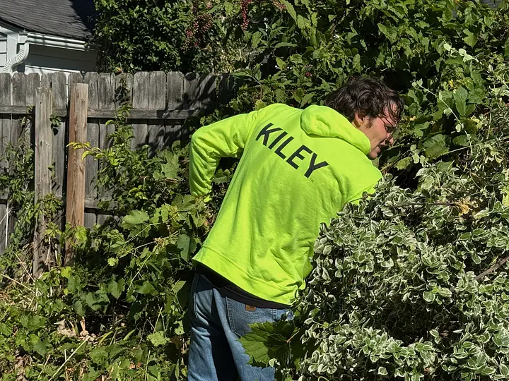 Fence line clearing in Royal Oak, Michigan