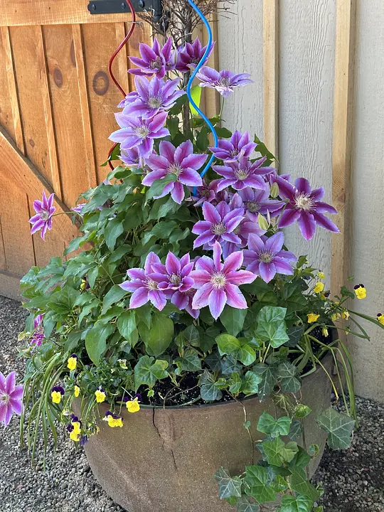 Purple clematis and yellow flowers bloom in a pot by a wooden door, accented with colorful spiral sticks.