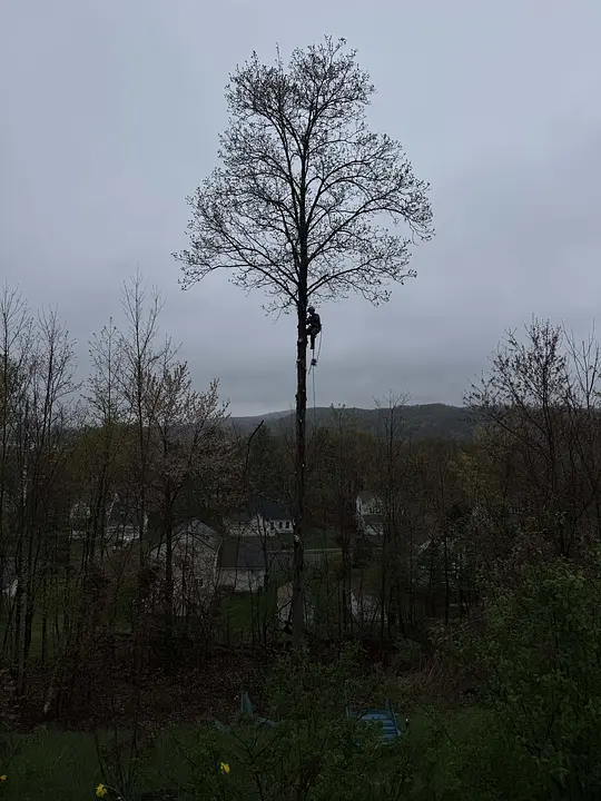 Uploaded image